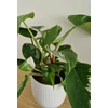 Kép 2/6 - Philodendron_White_Princess_