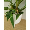 Kép 3/6 - Philodendron_White_Princess_