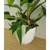 Kép 4/6 - Philodendron_White_Princess_