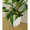 Kép 4/6 - Philodendron_White_Princess_