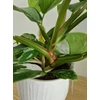 Kép 5/6 - Philodendron_White_Princess_