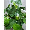 Kép 6/6 - Philodendron_White_Princess_