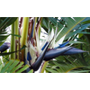 Kép 1/5 - strelitzia nicolai
