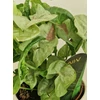 Kép 1/5 - Syngonium_Milk_Confetti_