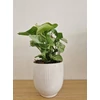 Kép 5/5 - Syngonium_Milk_Confetti_