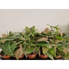 Kép 2/2 - Syngonium_Pink_Splash_