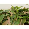 Kép 1/2 - Syngonium_Pink_Splash_