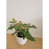Kép 4/5 - Syngonium_Pink_Splash_