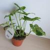 Kép 4/5 - Syngonium_podophyllum_Mottled_Mojito