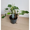 Kép 1/5 - Syngonium podophyllum albo variegata