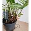 Kép 3/5 - Syngonium_podophyllum_albo_variegata_