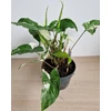 Kép 5/5 - Syngonium_podophyllum_albo_variegata_