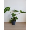 Kép 2/5 - alocasia_hilo_beauty