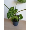 Kép 3/5 - alocasia_hilo_beauty