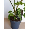 Kép 4/5 - alocasia_hilo_beauty