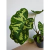 Kép 1/5 - Alocasia Hilo Beauty