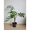 Kép 1/5 - alocasia_pink_dragon_