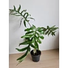 Kép 2/5 - alocasia_pink_dragon_
