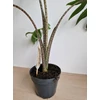 Kép 3/5 - alocasia_pink_dragon_