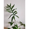 Kép 5/5 - alocasia_pink_dragon_