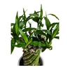 Kép 3/3 - Lucky Bamboo - Szerencsehozó bambusz