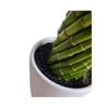 Kép 2/3 - Lucky Bamboo - Szerencsehozó bambusz