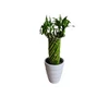 Kép 1/3 - Lucky Bamboo - Szerencsehozó bambusz