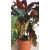 Kép 4/6 - begonia_maculata_