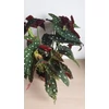 Kép 5/6 - begonia_maculata_