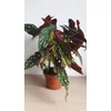 Kép 6/6 - begonia_maculata_