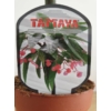 Kép 2/2 - Begonia Tamaya