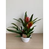Kép 2/5 - bromelia_tal_