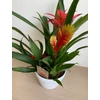 Kép 3/5 - bromelia_tal_