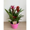 Kép 4/5 - bromelia_tal_