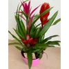 Kép 5/5 - bromelia_tal_