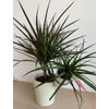 Kép 2/6 - Dracena + Tillandsia kaspóban