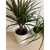 Kép 3/6 - Dracena + Tillandsia kaspóban
