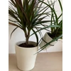 Kép 4/6 - Dracena + Tillandsia kaspóban