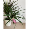 Kép 5/6 - Dracena + Tillandsia kaspóban