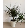 Kép 6/6 - Dracena + Tillandsia kaspóban