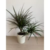 Kép 1/6 - Dracena Marginata
