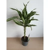 Kép 2/4 - dracena