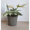 Kép 2/4 - Fatsia Japonica Variegata Spidersweb