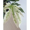 Kép 3/4 - Fatsia Japonica Variegata Spidersweb