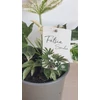 Kép 4/4 - Fatsia Japonica Variegata Spidersweb