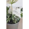Kép 4/4 - Fatsia Japonica Variegata Spidersweb