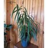 Kép 2/4 - ficus_alii