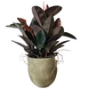 Kép 1/3 - ficus_elastica_