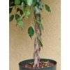 Kép 3/3 - Ficus Benjamina , fonott törzsű