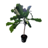 Kép 1/2 - Lantlevelű fikusz (Ficus lyrata)